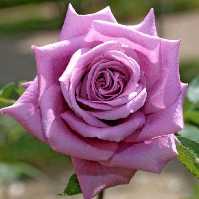 Mamy Blue ® Hybrid Tea Roses garden rose bushes potted or bare root plants