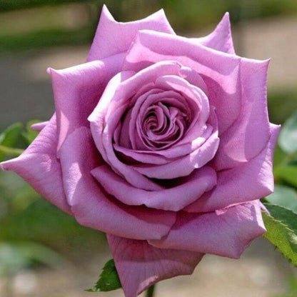 Mamy Blue ® Hybrid Tea Roses garden rose bushes potted or bare root plants