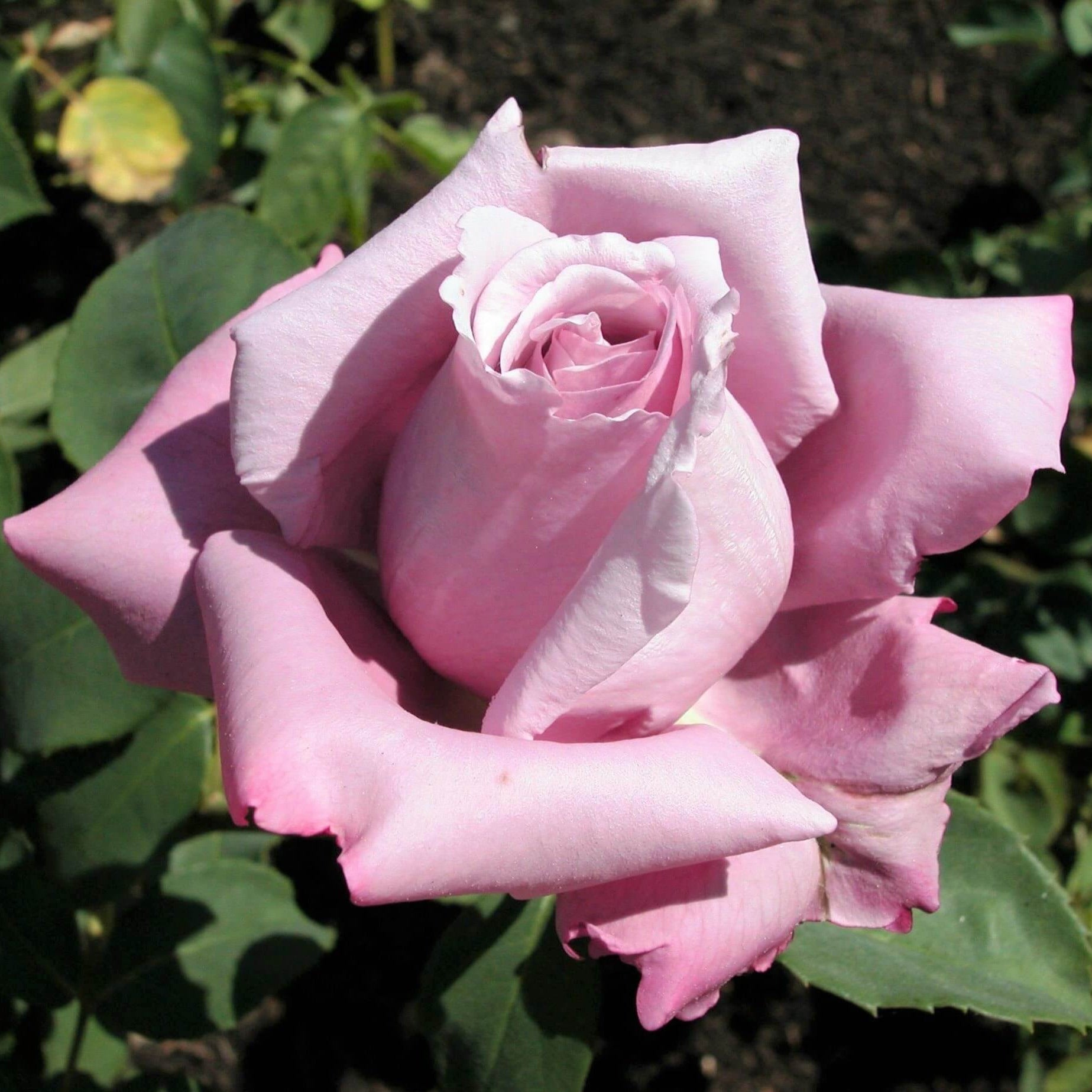Mamy Blue ® Hybrid Tea Roses garden rose bushes potted or bare root plants