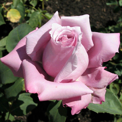 Mamy Blue ® Hybrid Tea Roses garden rose bushes potted or bare root plants