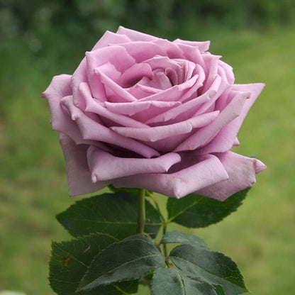 Mamy Blue ® Hybrid Tea Roses garden rose bushes potted or bare root plants