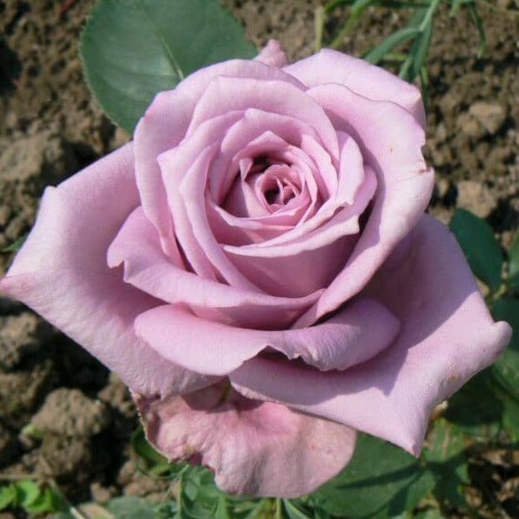 Mamy Blue ® Hybrid Tea Roses garden rose bushes potted or bare root plants