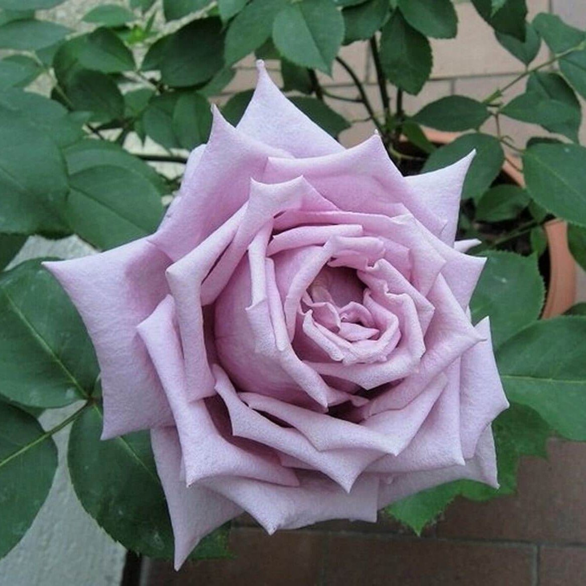 Mamy Blue ® Hybrid Tea Roses garden rose bushes potted or bare root plants