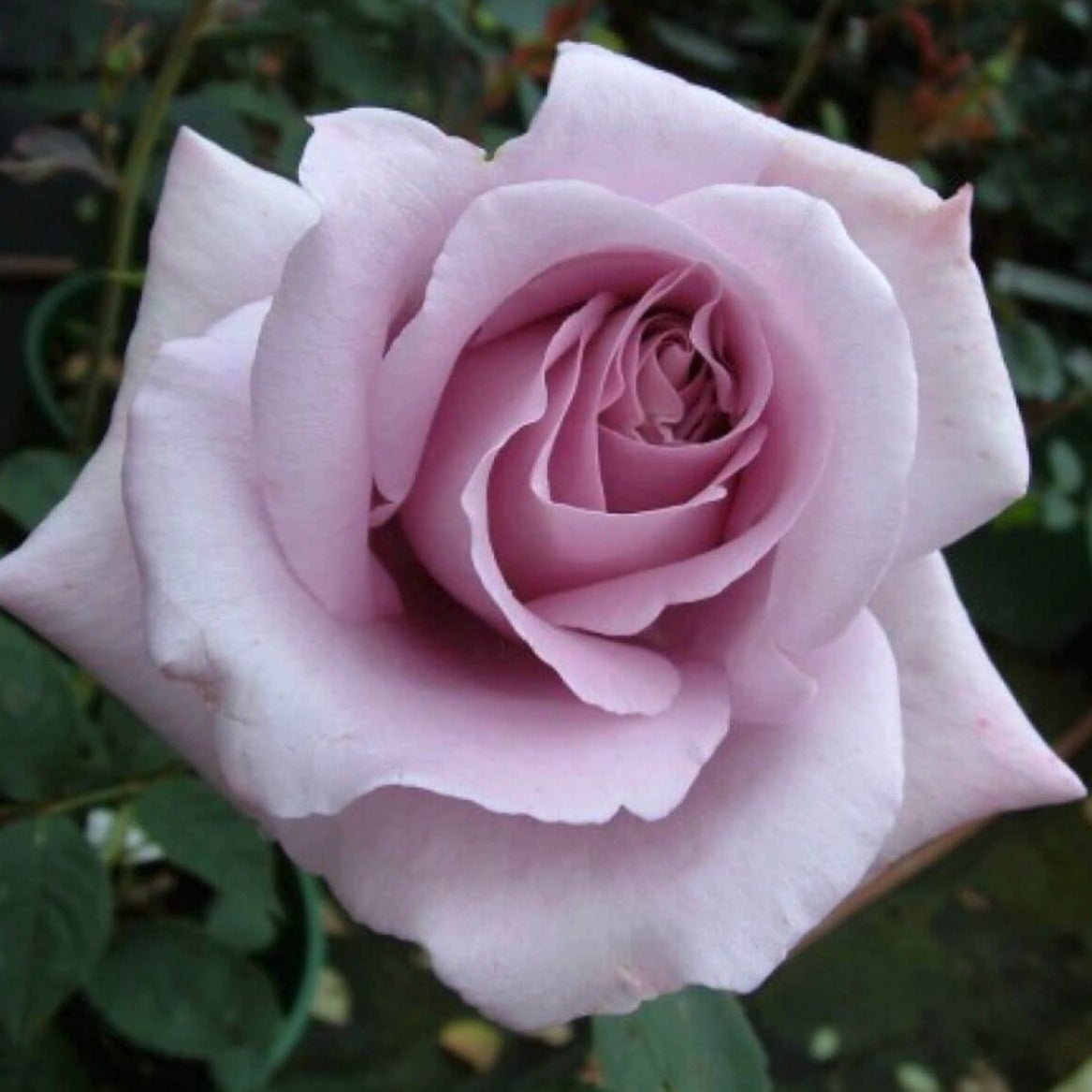 Mamy Blue ® Hybrid Tea Roses garden rose bushes potted or bare root plants