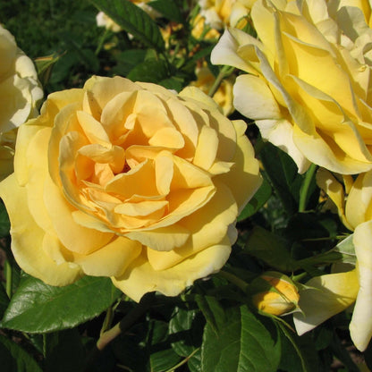 Michelangelo ® Hybrid Tea Roses garden rose bushes potted or bare root plants