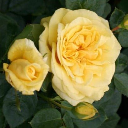 Michelangelo ® Hybrid Tea Roses garden rose bushes potted or bare root plants
