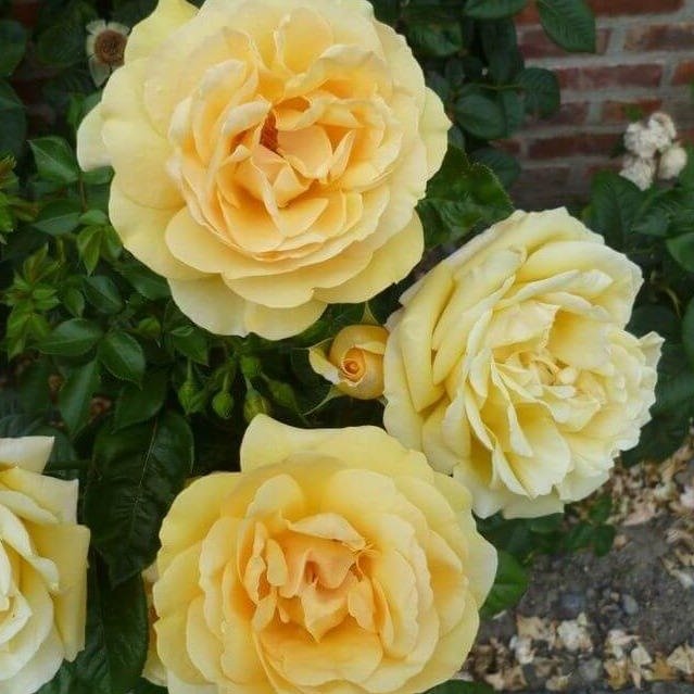 Michelangelo ® Hybrid Tea Roses garden rose bushes potted or bare root plants