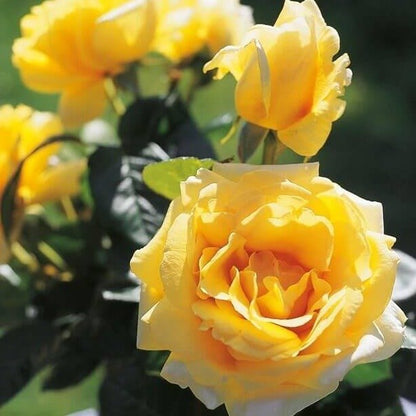 Michelangelo ® Hybrid Tea Roses garden rose bushes potted or bare root plants