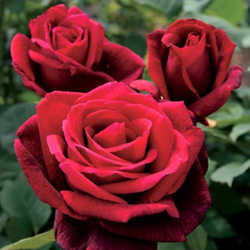 Mister Lincoln ® Hybrid Tea Roses garden rose bushes potted or bare root plants