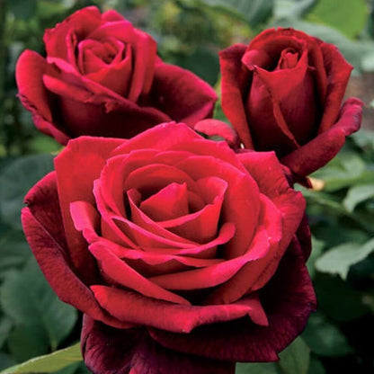 Mister Lincoln ® Hybrid Tea Roses garden rose bushes potted or bare root plants