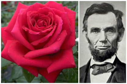 Mister Lincoln ® Hybrid Tea Roses garden rose bushes potted or bare root plants