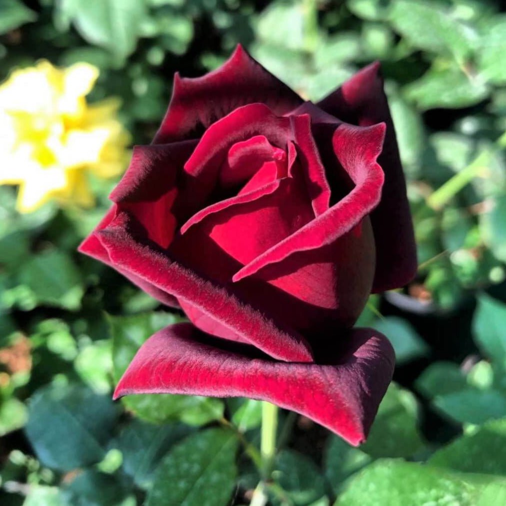 Mister Lincoln ® Hybrid Tea Roses garden rose bushes potted or bare root plants