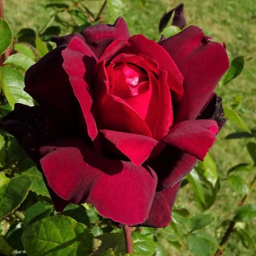 Mister Lincoln ® Hybrid Tea Roses garden rose bushes potted or bare root plants