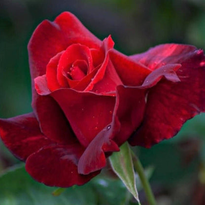 Mister Lincoln ® Hybrid Tea Roses garden rose bushes potted or bare root plants