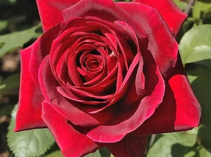 Mister Lincoln ® Hybrid Tea Roses garden rose bushes potted or bare root plants