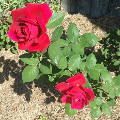 Mister Lincoln ® Hybrid Tea Roses garden rose bushes potted or bare root plants