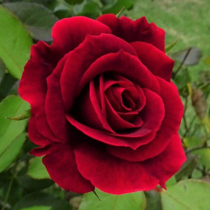 Mister Lincoln ® Hybrid Tea Roses garden rose bushes potted or bare root plants