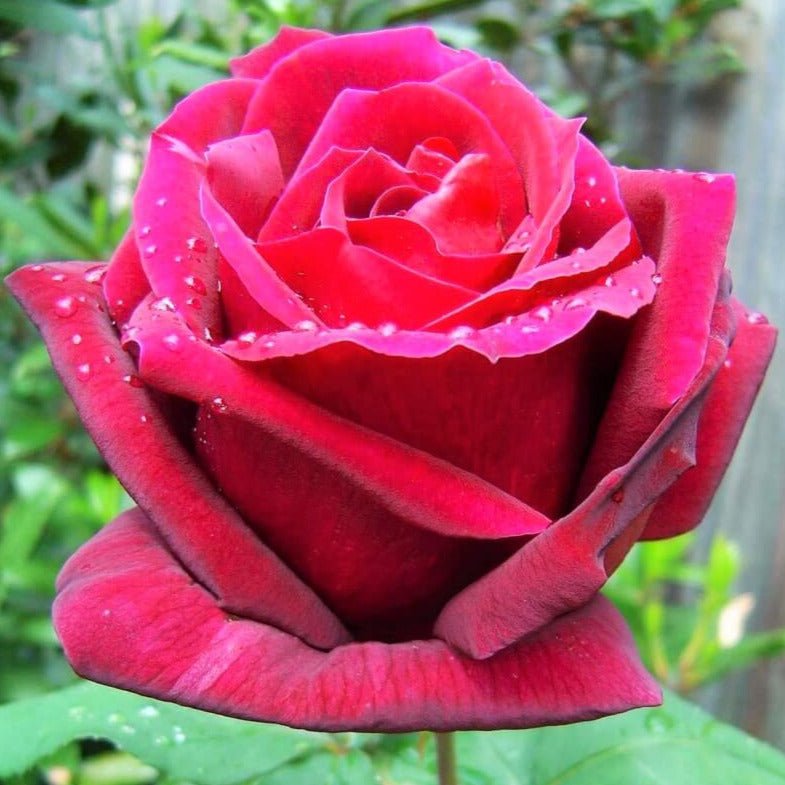 Mister Lincoln ® Hybrid Tea Roses garden rose bushes potted or bare root plants