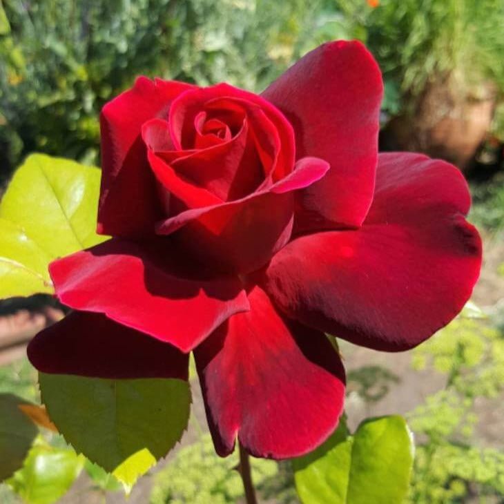 Mister Lincoln ® Hybrid Tea Roses garden rose bushes potted or bare root plants