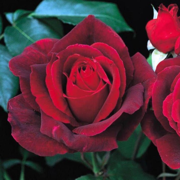 Mister Lincoln ® Hybrid Tea Roses garden rose bushes potted or bare root plants