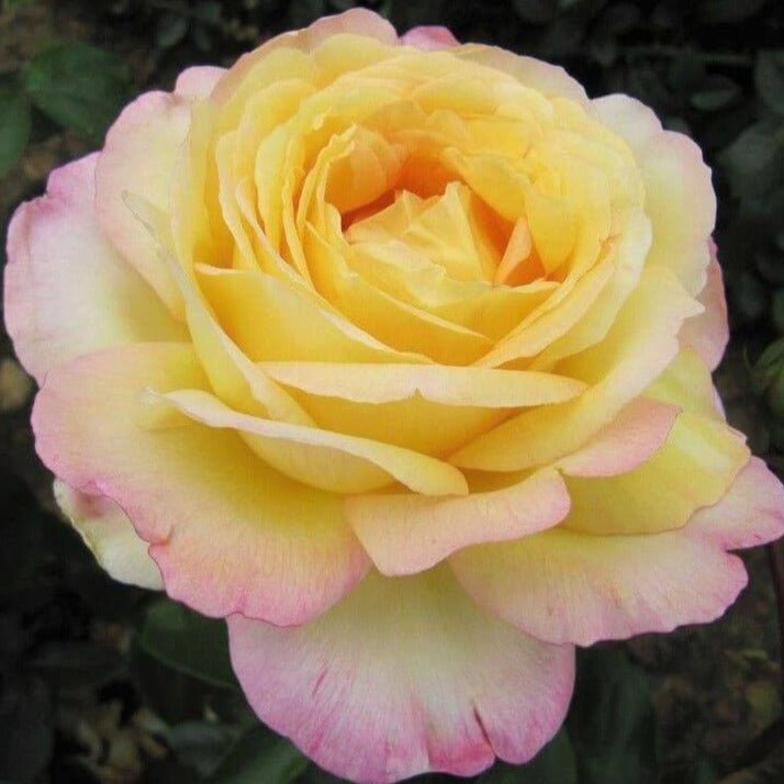 Mitsouko ®' Hybrid Tea Roses garden rose bushes potted or bare root plants