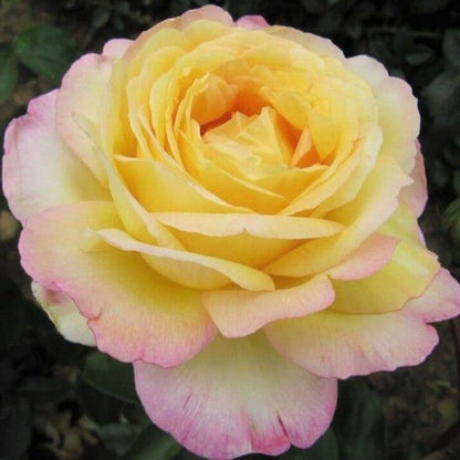 Mitsouko ®' Hybrid Tea Roses garden rose bushes potted or bare root plants