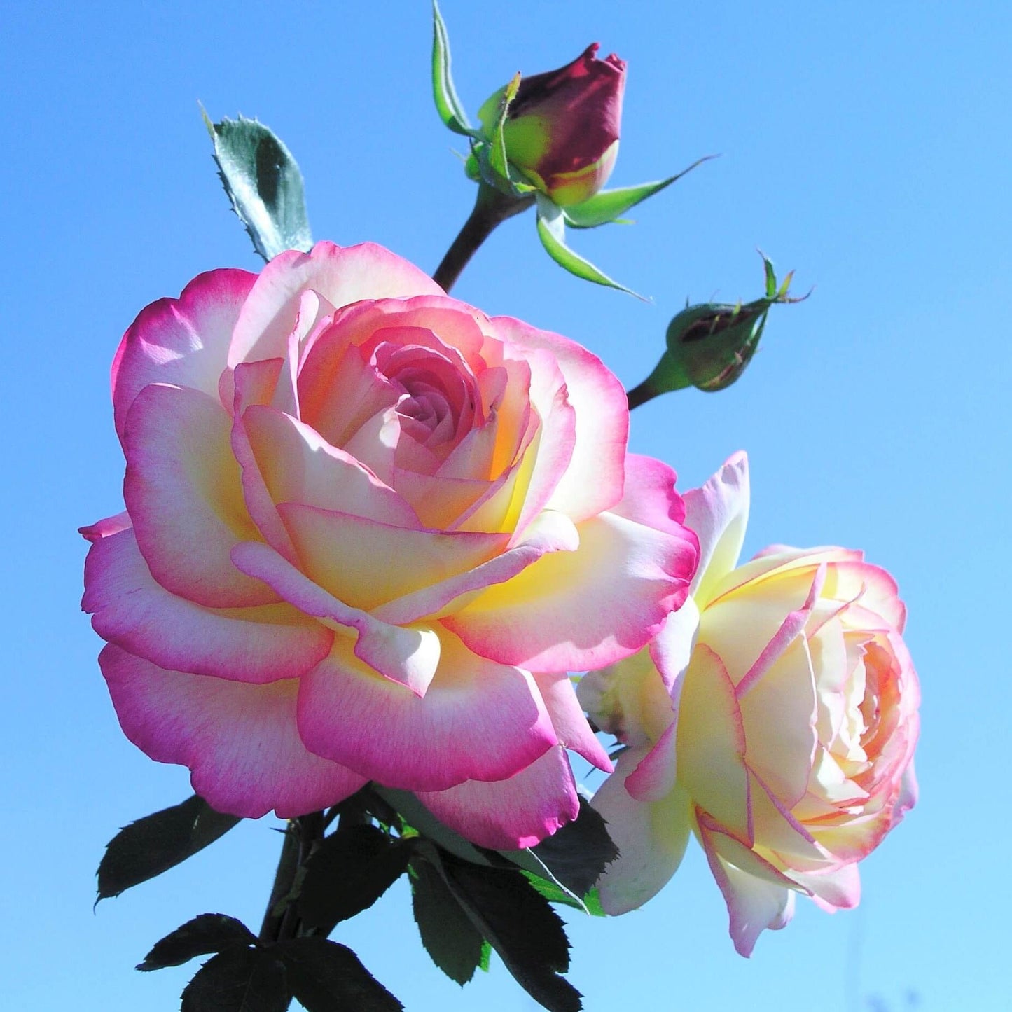 Mitsouko ®' Hybrid Tea Roses garden rose bushes potted or bare root plants