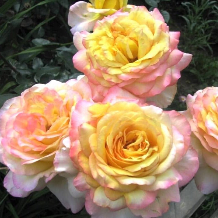 Mitsouko ®' Hybrid Tea Roses garden rose bushes potted or bare root plants