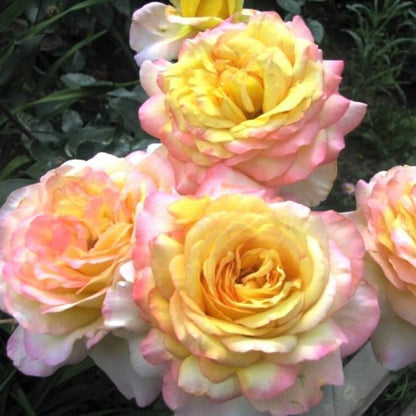 Mitsouko ®' Hybrid Tea Roses garden rose bushes potted or bare root plants