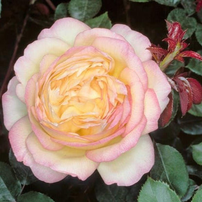 Mitsouko ®' Hybrid Tea Roses garden rose bushes potted or bare root plants