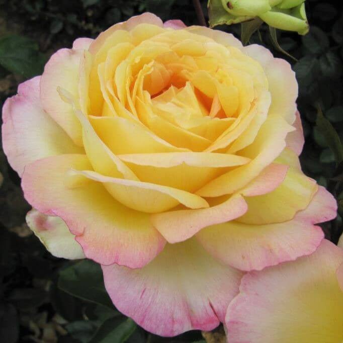 Mitsouko ®' Hybrid Tea Roses garden rose bushes potted or bare root plants
