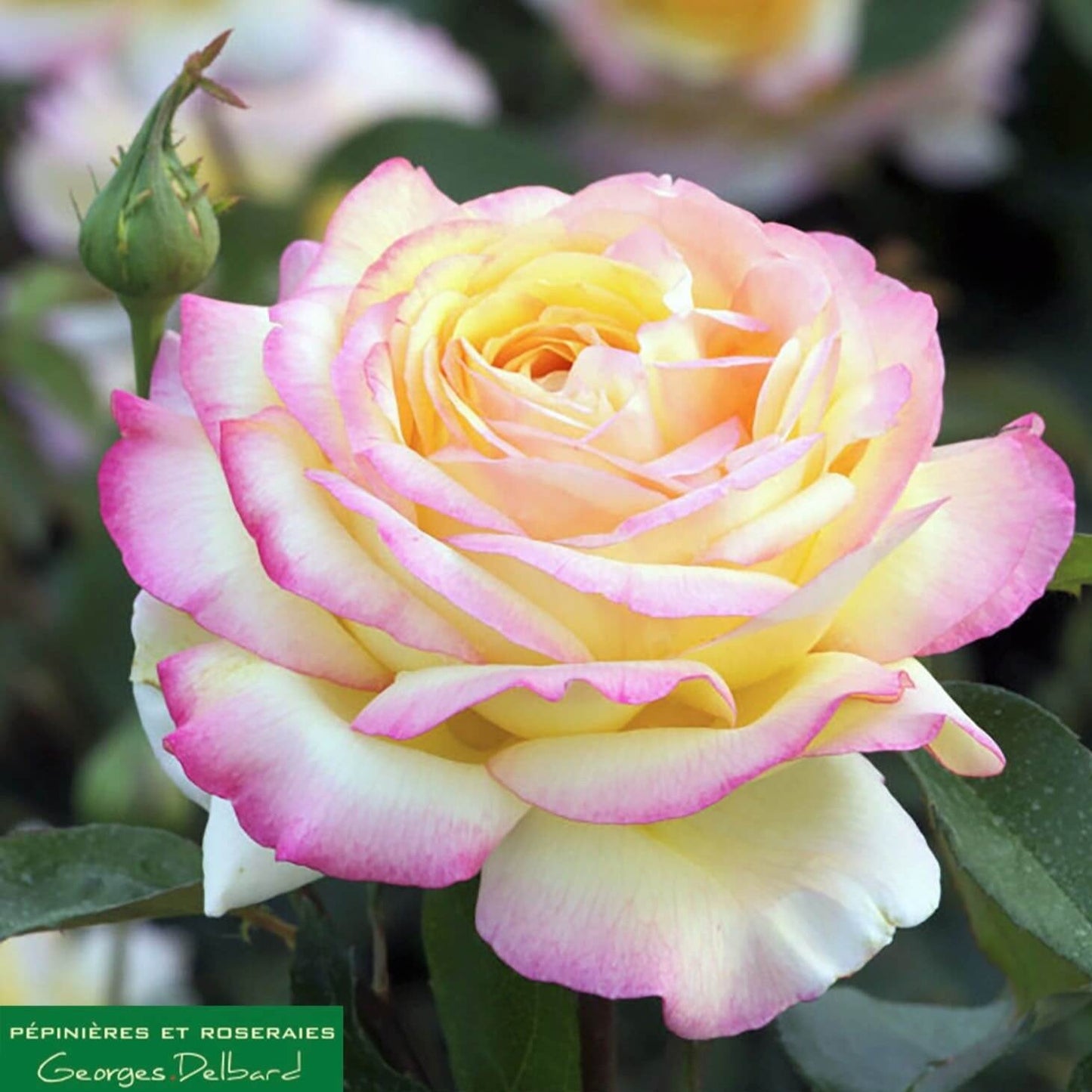 Mitsouko ®' Hybrid Tea Roses garden rose bushes potted or bare root plants