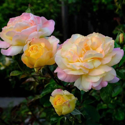 Mitsouko ®' Hybrid Tea Roses garden rose bushes potted or bare root plants