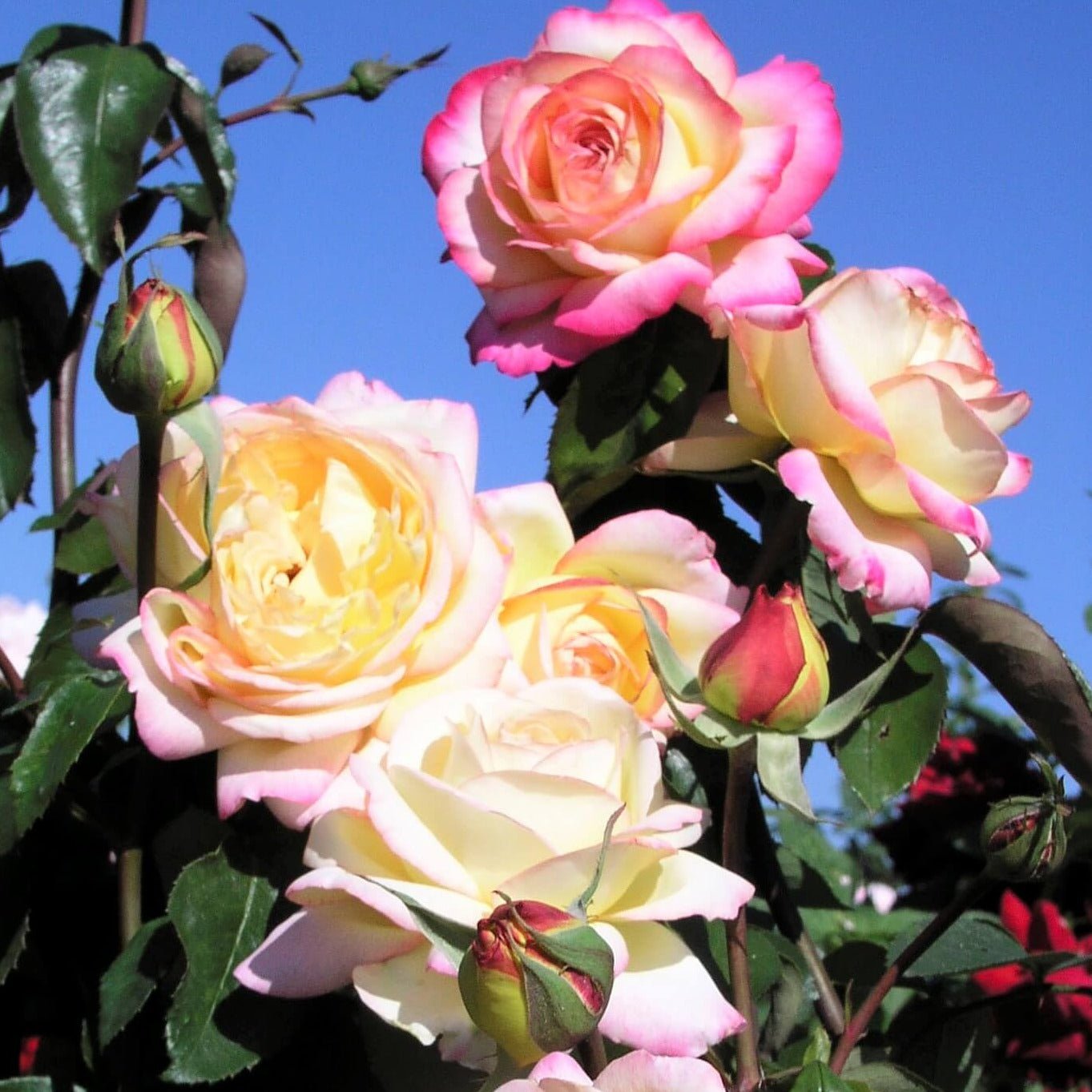 Mitsouko ®' Hybrid Tea Roses garden rose bushes potted or bare root plants