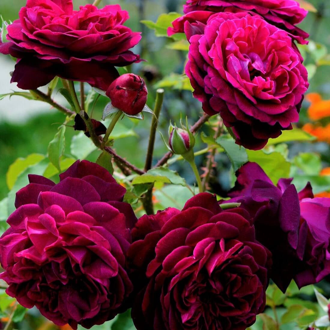 Munstead Wood ® Floribunda Roses garden rose bushes potted or bare root plants