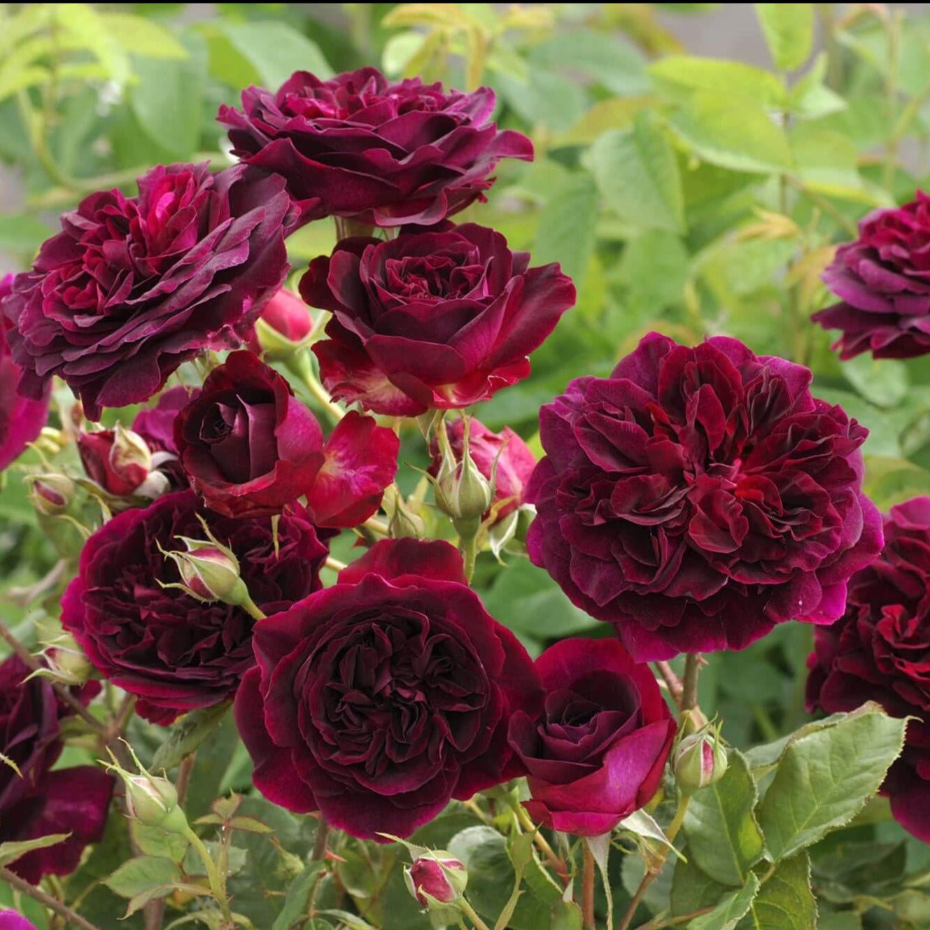 Munstead Wood ® Floribunda Roses garden rose bushes potted or bare root plants