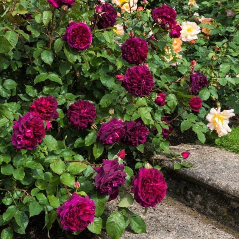 Munstead Wood ® Floribunda Roses garden rose bushes potted or bare root plants