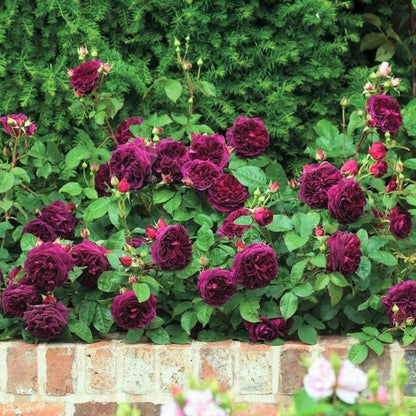 Munstead Wood ® Floribunda Roses garden rose bushes potted or bare root plants