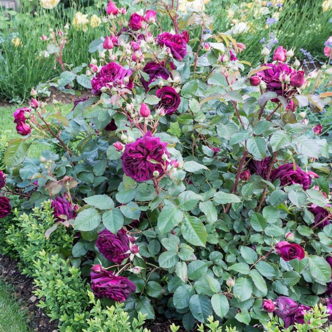 Munstead Wood ® Floribunda Roses garden rose bushes potted or bare root plants