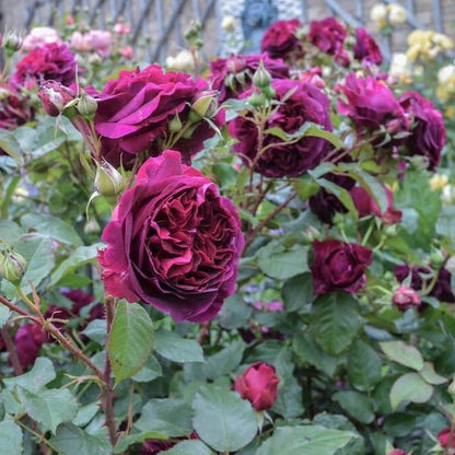 Munstead Wood ® Floribunda Roses garden rose bushes potted or bare root plants
