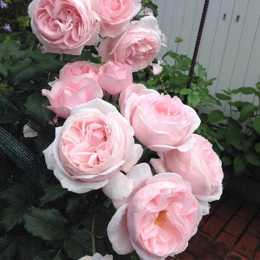 Nahema ® Climbing Roses garden rose bushes potted or bare root plants