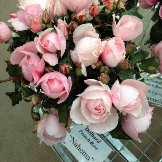Nahema ® Climbing Roses garden rose bushes potted or bare root plants