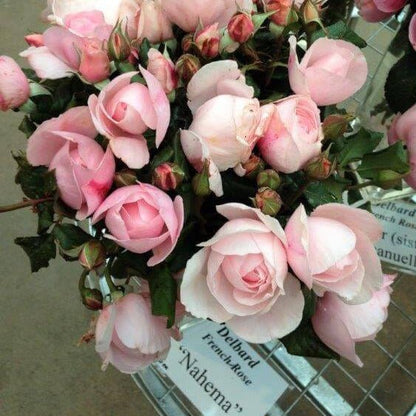 Nahema ® Climbing Roses garden rose bushes potted or bare root plants