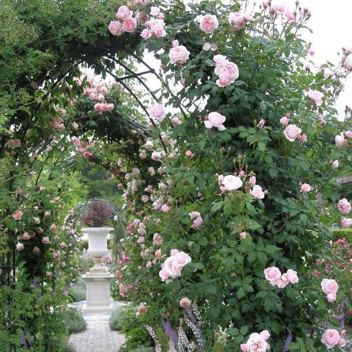 Nahema ® Climbing Roses garden rose bushes potted or bare root plants