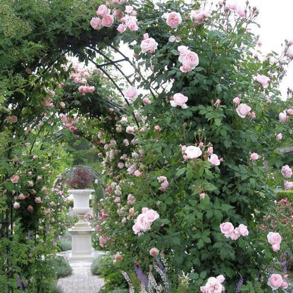 Nahema ® Climbing Roses garden rose bushes potted or bare root plants