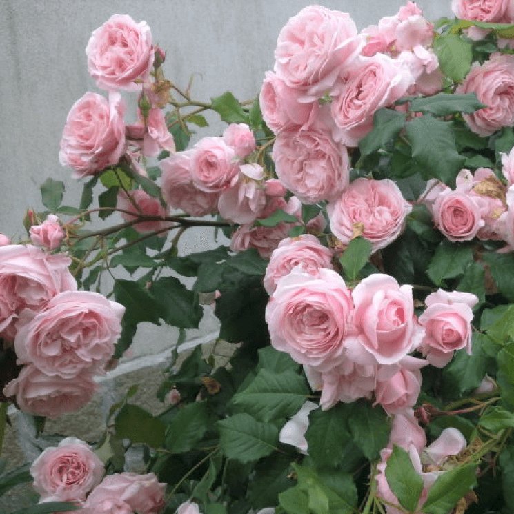 Nahema ® Climbing Roses garden rose bushes potted or bare root plants