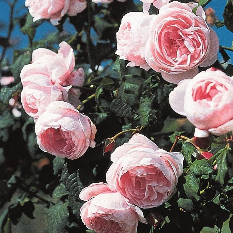 Nahema ® Climbing Roses garden rose bushes potted or bare root plants