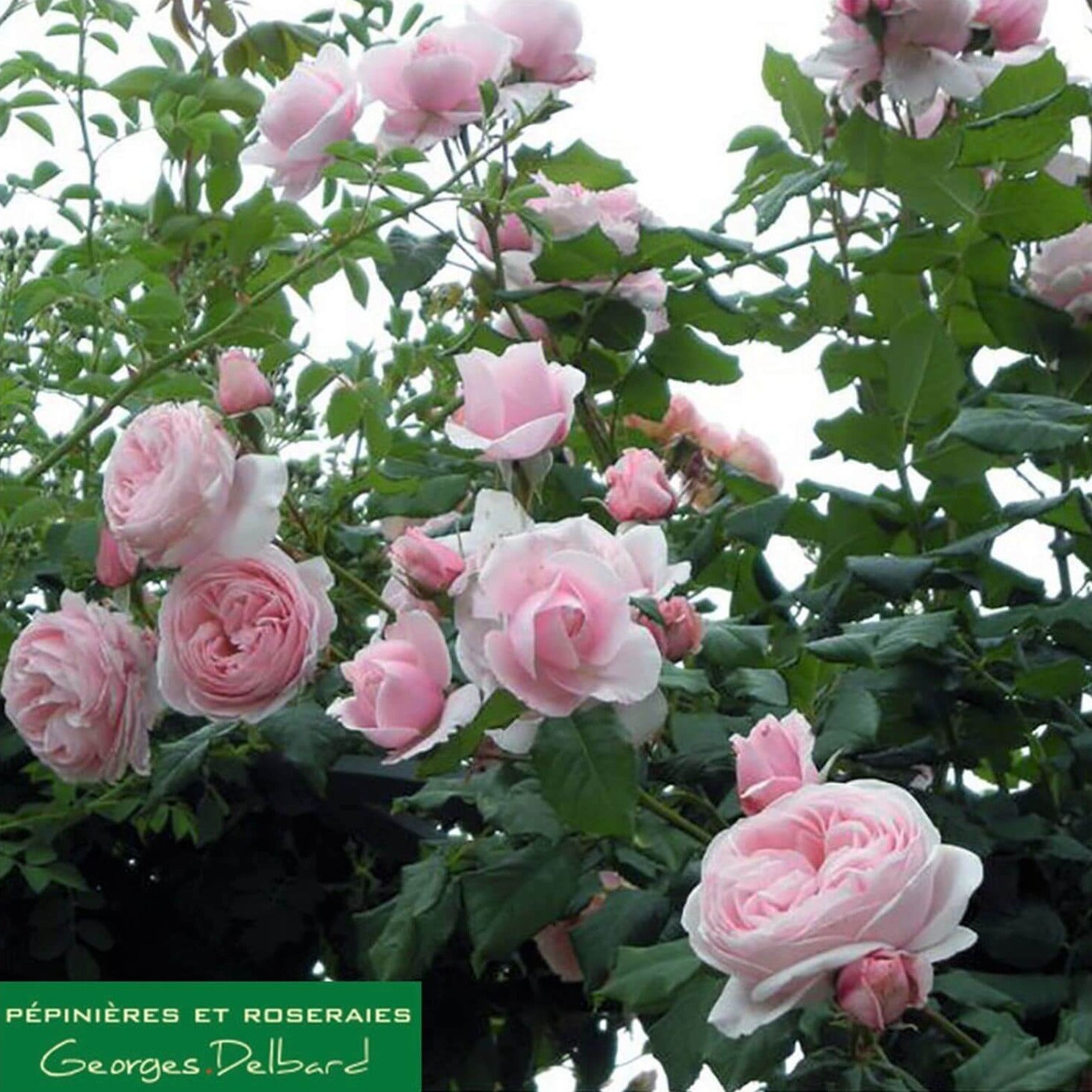 Nahema ® Climbing Roses garden rose bushes potted or bare root plants