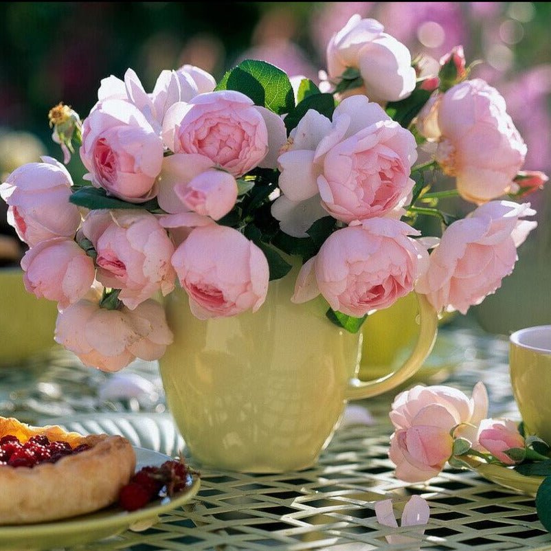 Nahema ® Climbing Roses garden rose bushes potted or bare root plants