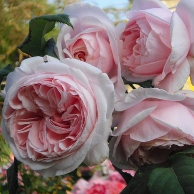 Nahema ® Climbing Roses garden rose bushes potted or bare root plants